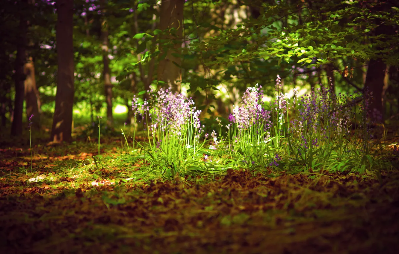 Photo wallpaper forest, summer, light, flowers, nature