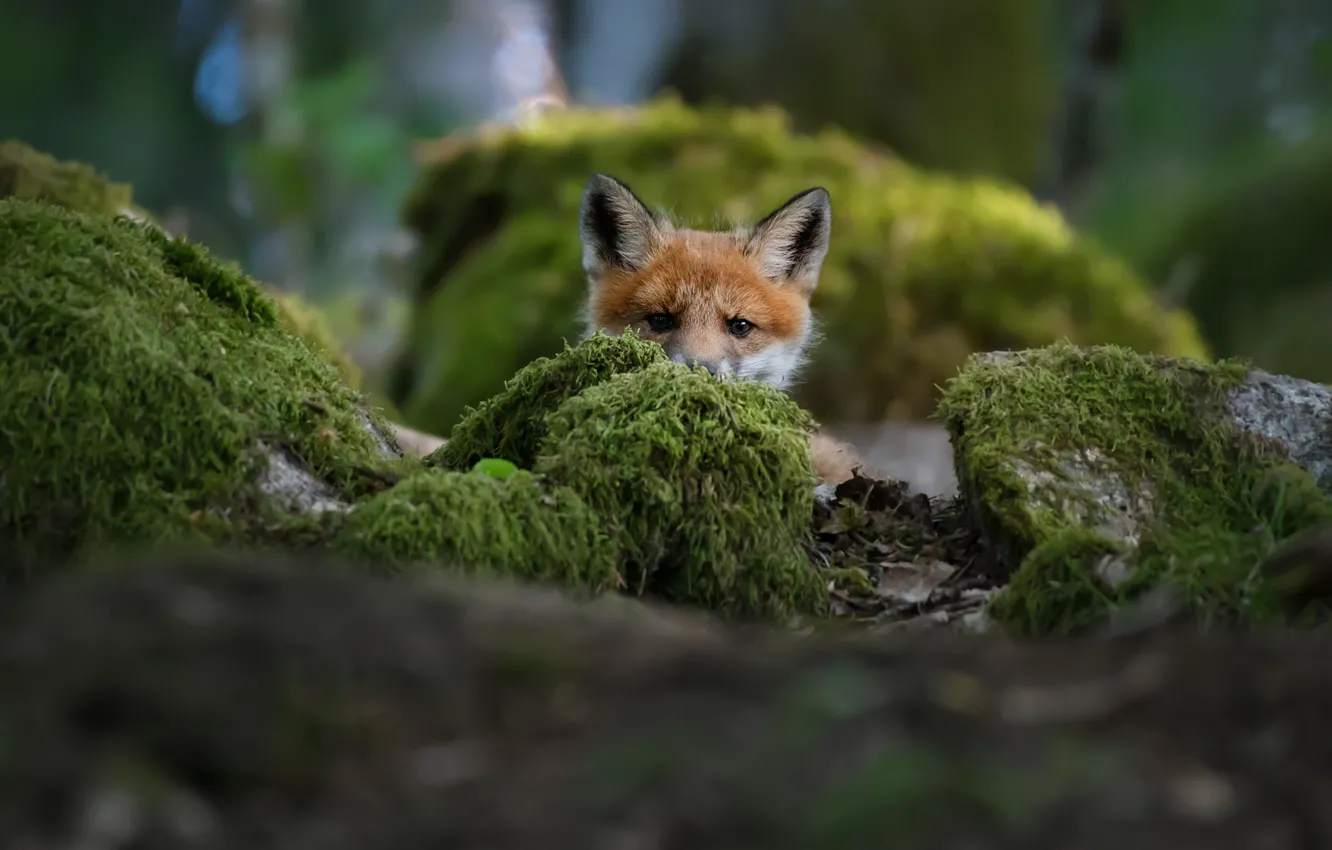 Photo wallpaper fox, Fox, Christian Lindsten