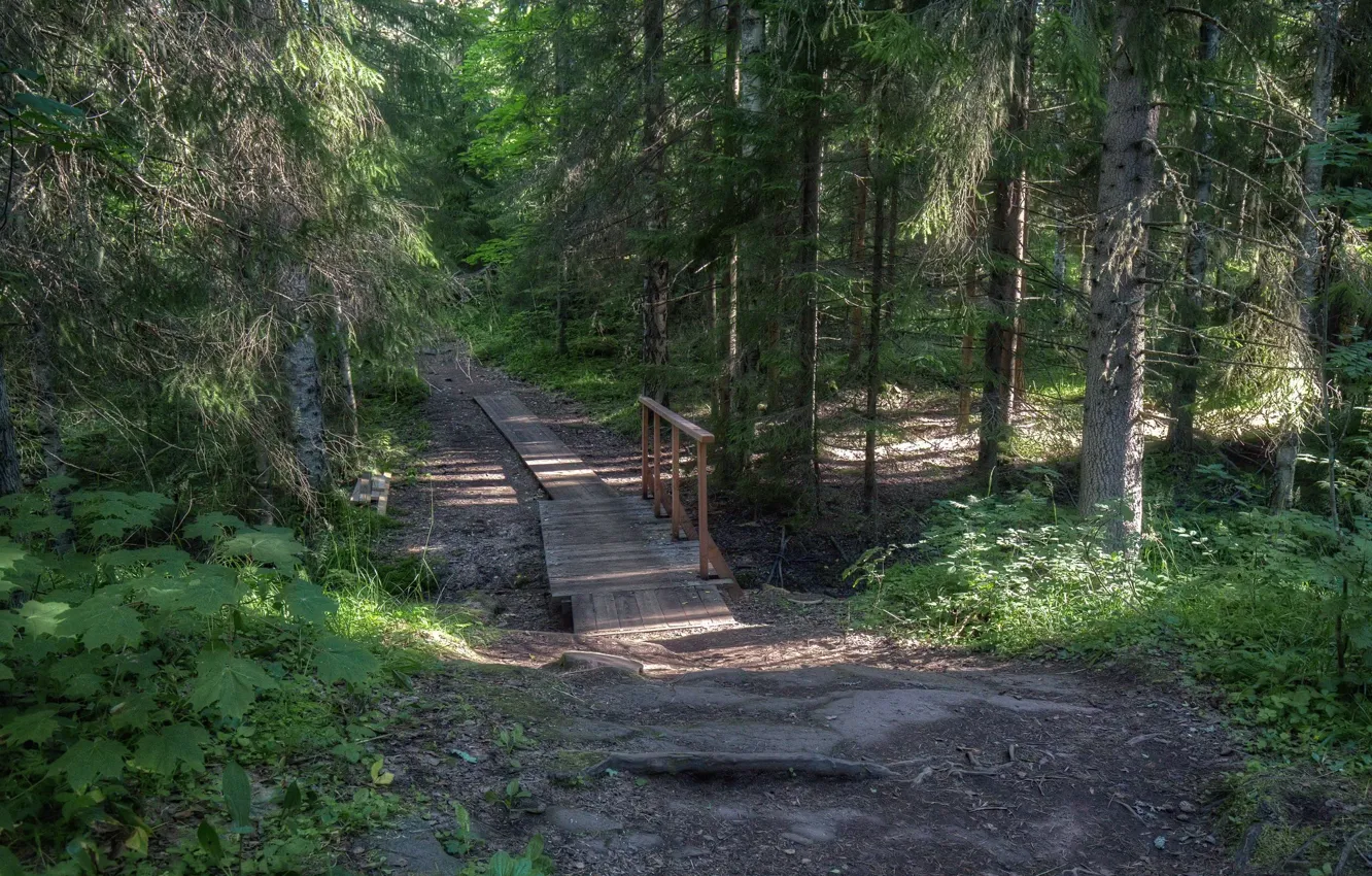 Photo wallpaper forest, track, the bridge