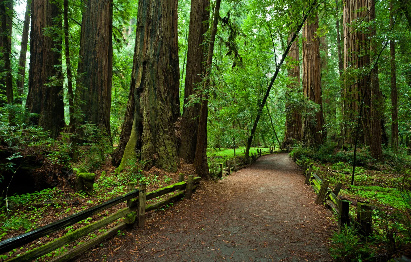 Photo wallpaper forest, trees, the fence, CA, path, national Park, Redvud