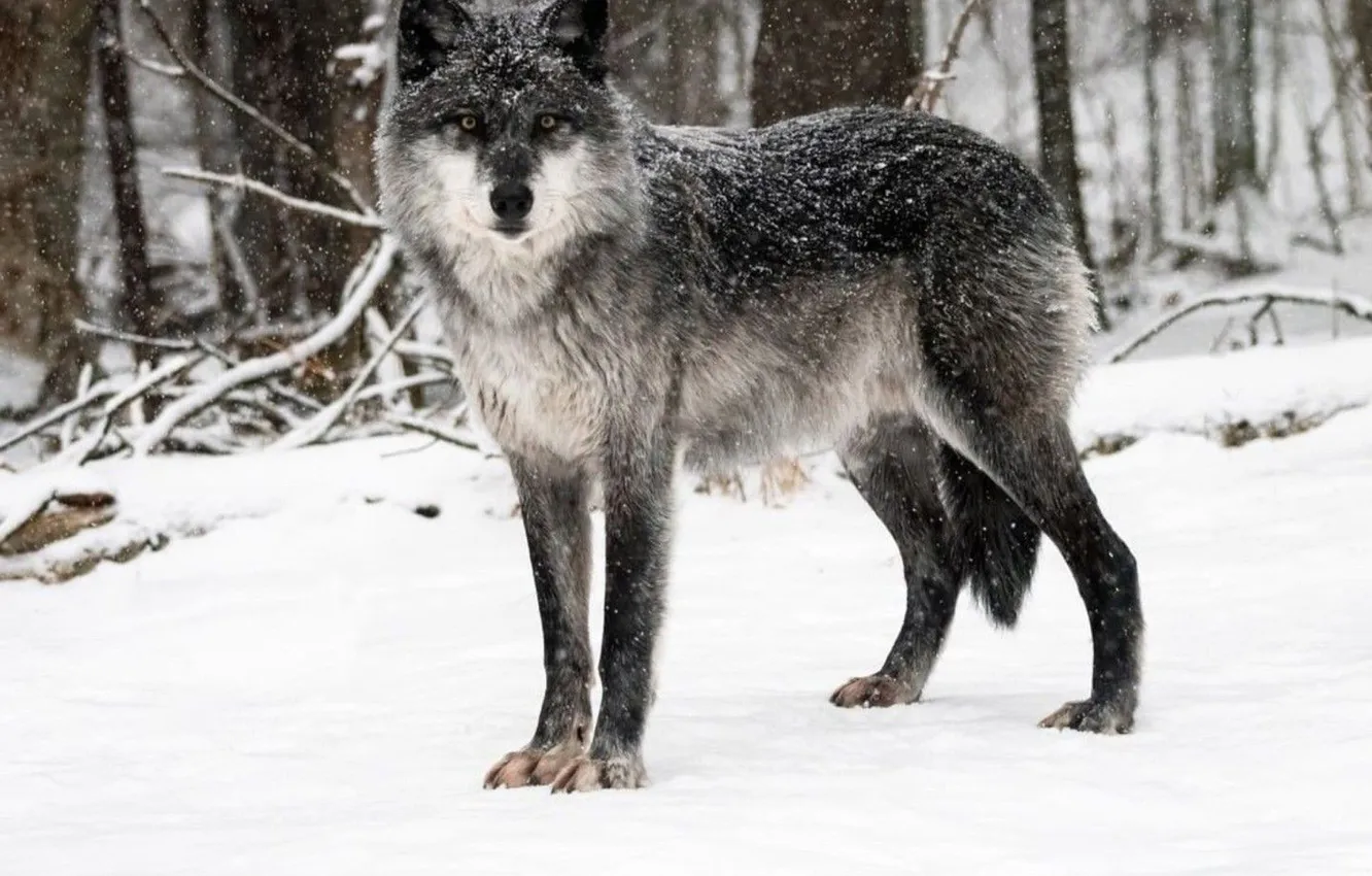 Photo wallpaper Predator, nature, snow, face, animal, wolf, canis lupus, wildlife