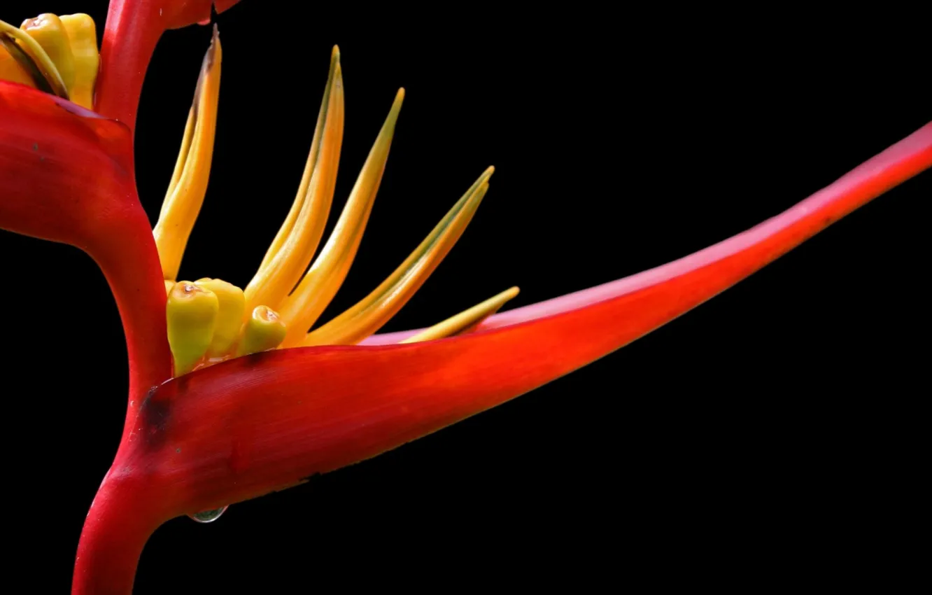 Photo wallpaper drops, red, Rosa, Wallpaper, petals, exotic
