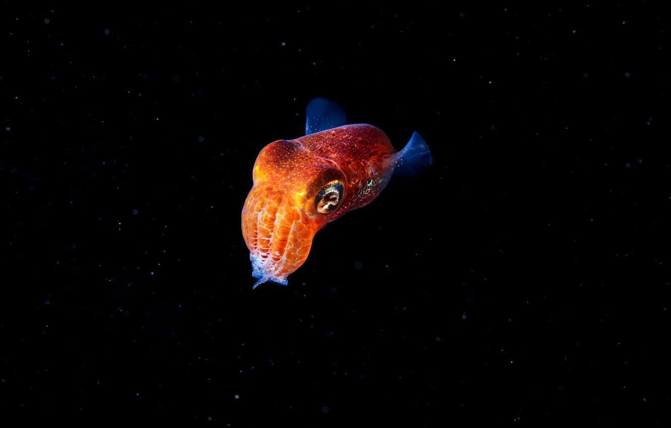 Photo wallpaper sea, water, macro, the dark background, black background, underwater world, marine life, under water