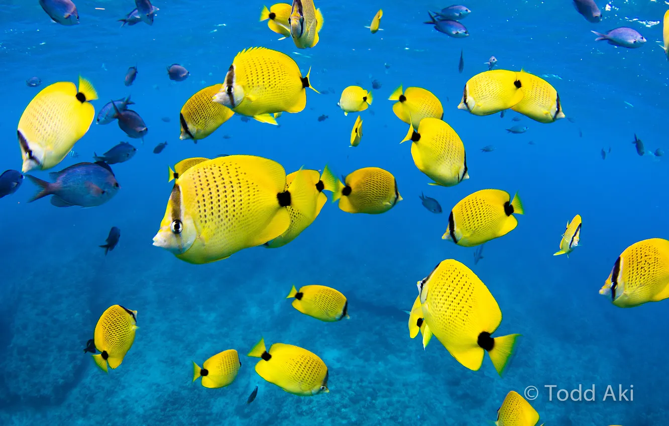 Photo wallpaper water, the ocean, fish