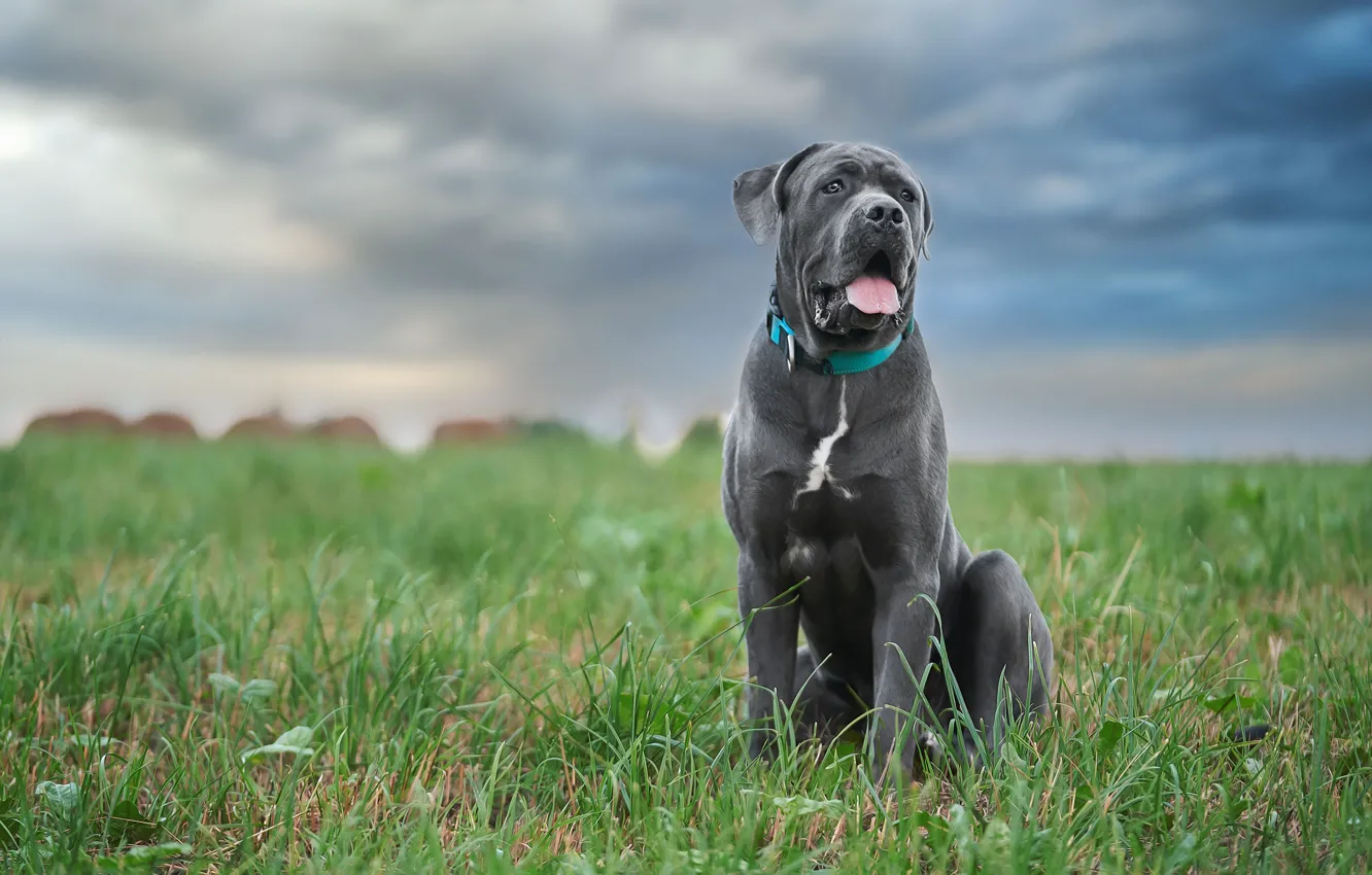 Photo wallpaper grass, dog, Cane Corso, Oksana Syrostan