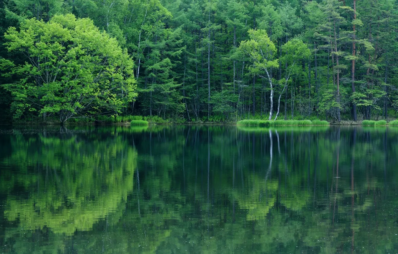 Photo wallpaper forest, water, reflection, foliage, Lake