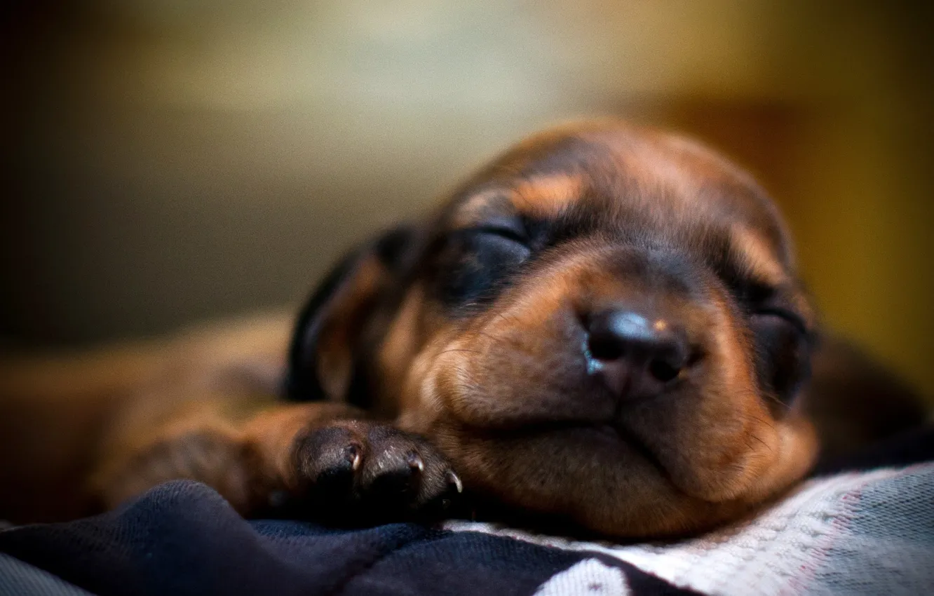 Photo wallpaper face, sleep, dog, dog, sleeping, puppy