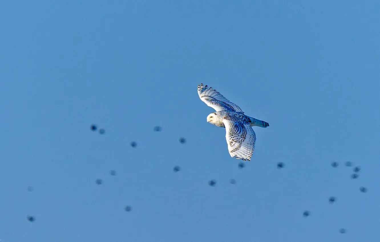Photo wallpaper flight, owl, wings, blue sky, snowy owl, wildlife