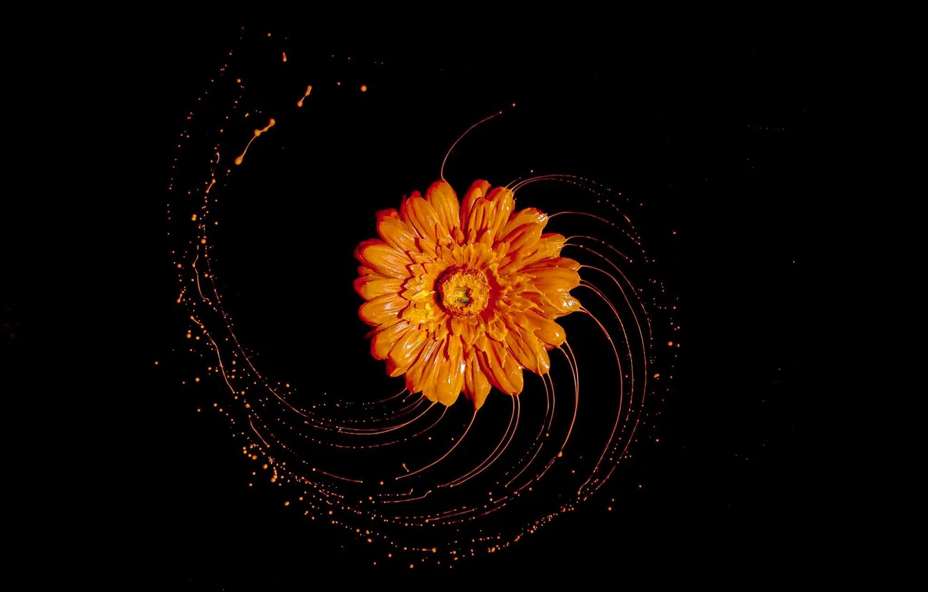 Photo wallpaper flowers, squirt, paint, gerbera