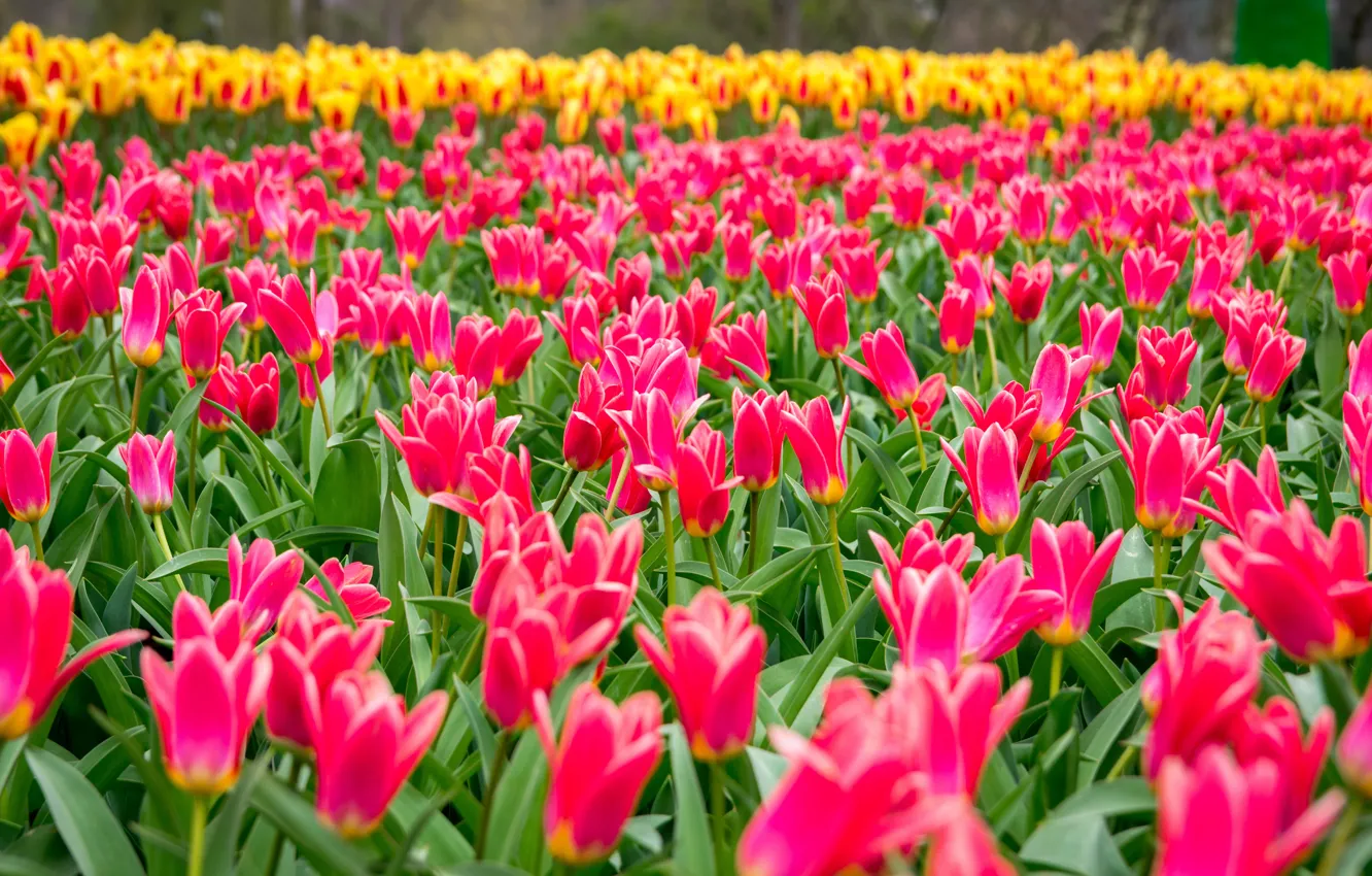 Photo wallpaper field, flowers, spring, tulips, pink, a lot, plantation