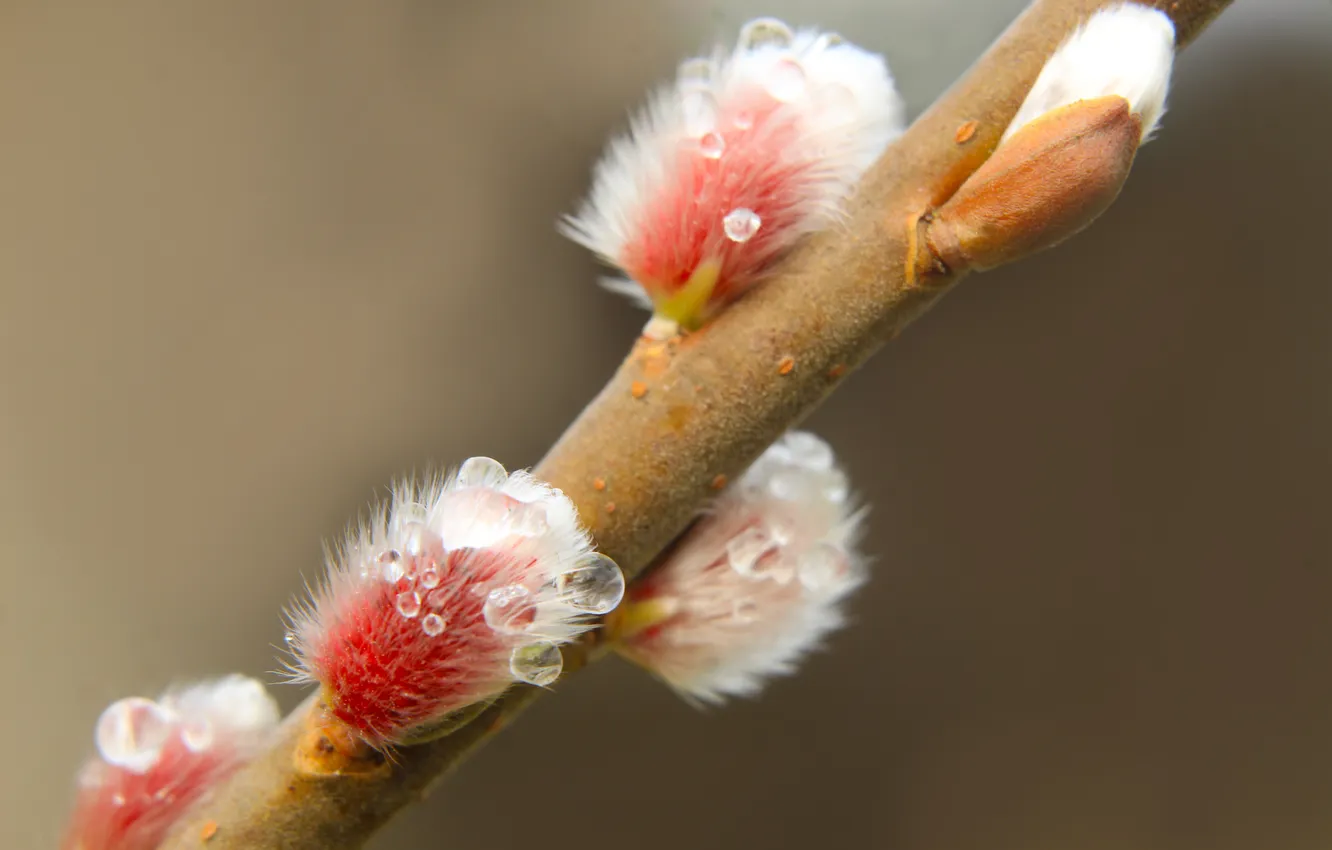 Photo wallpaper spring, twig, kitten base