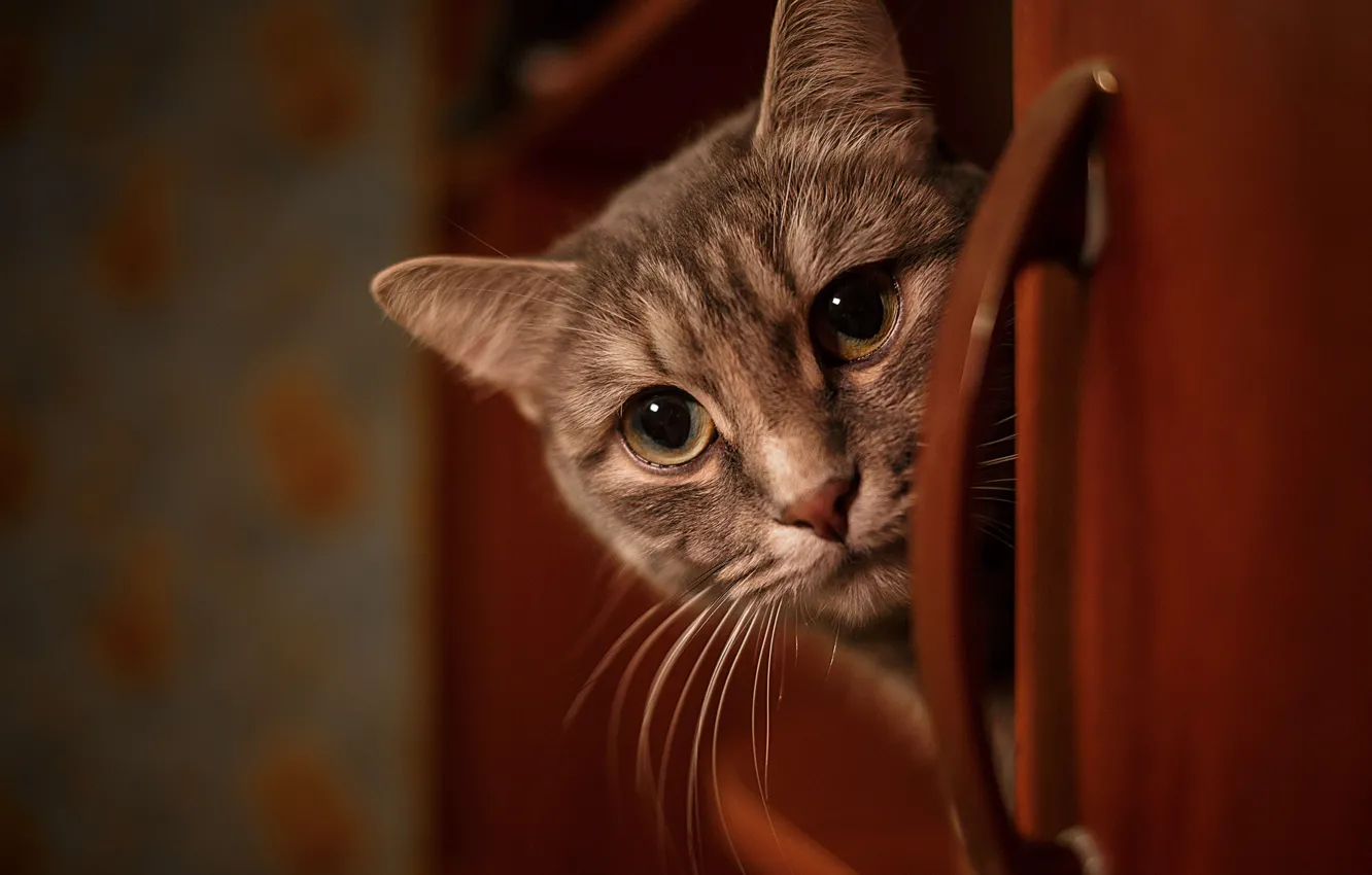 Photo wallpaper cat, look, muzzle, Vladimir Vasiliev