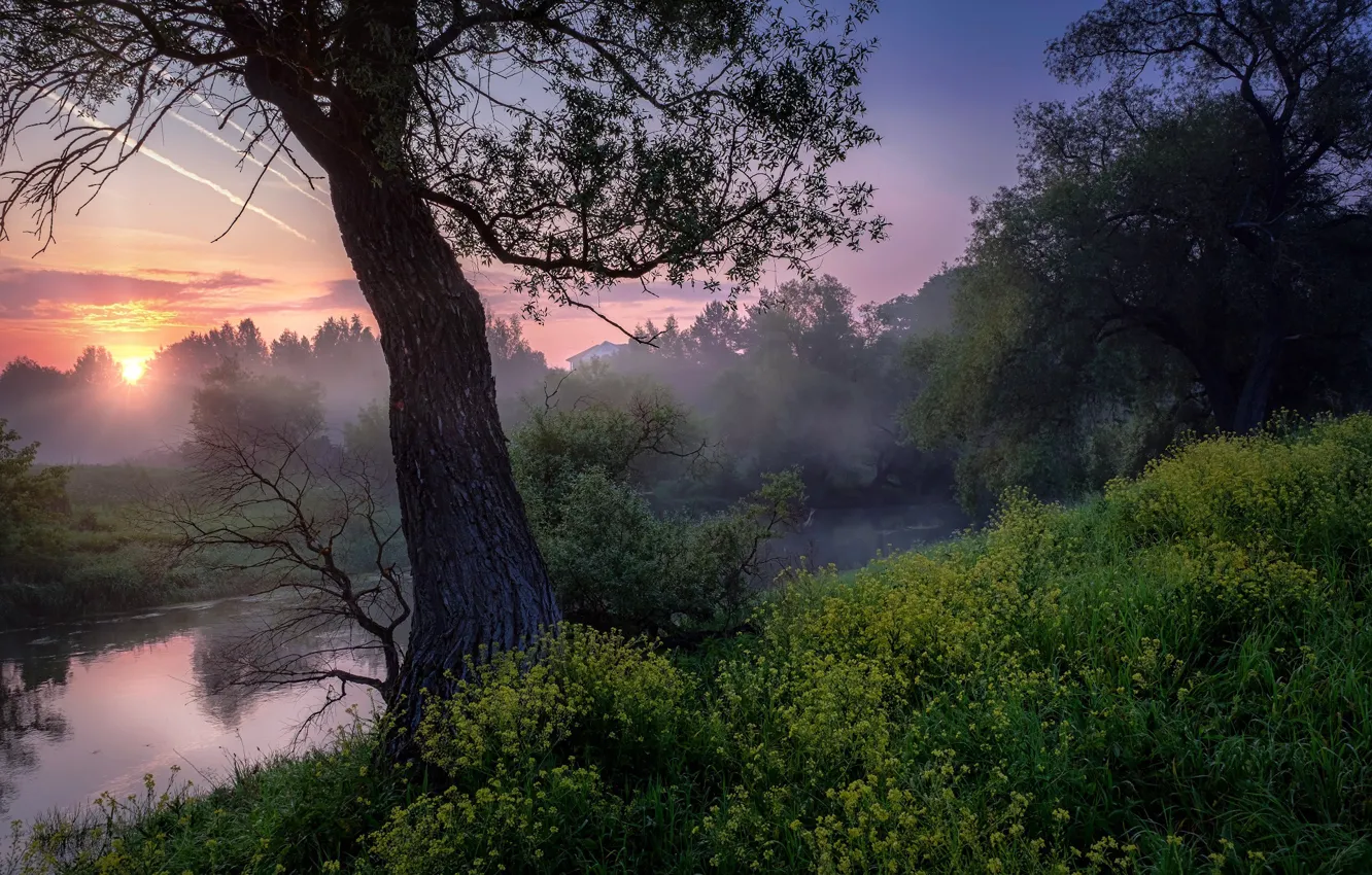Photo wallpaper flowers, nature, trees, Russia, the evening, Andrei, river, sunset