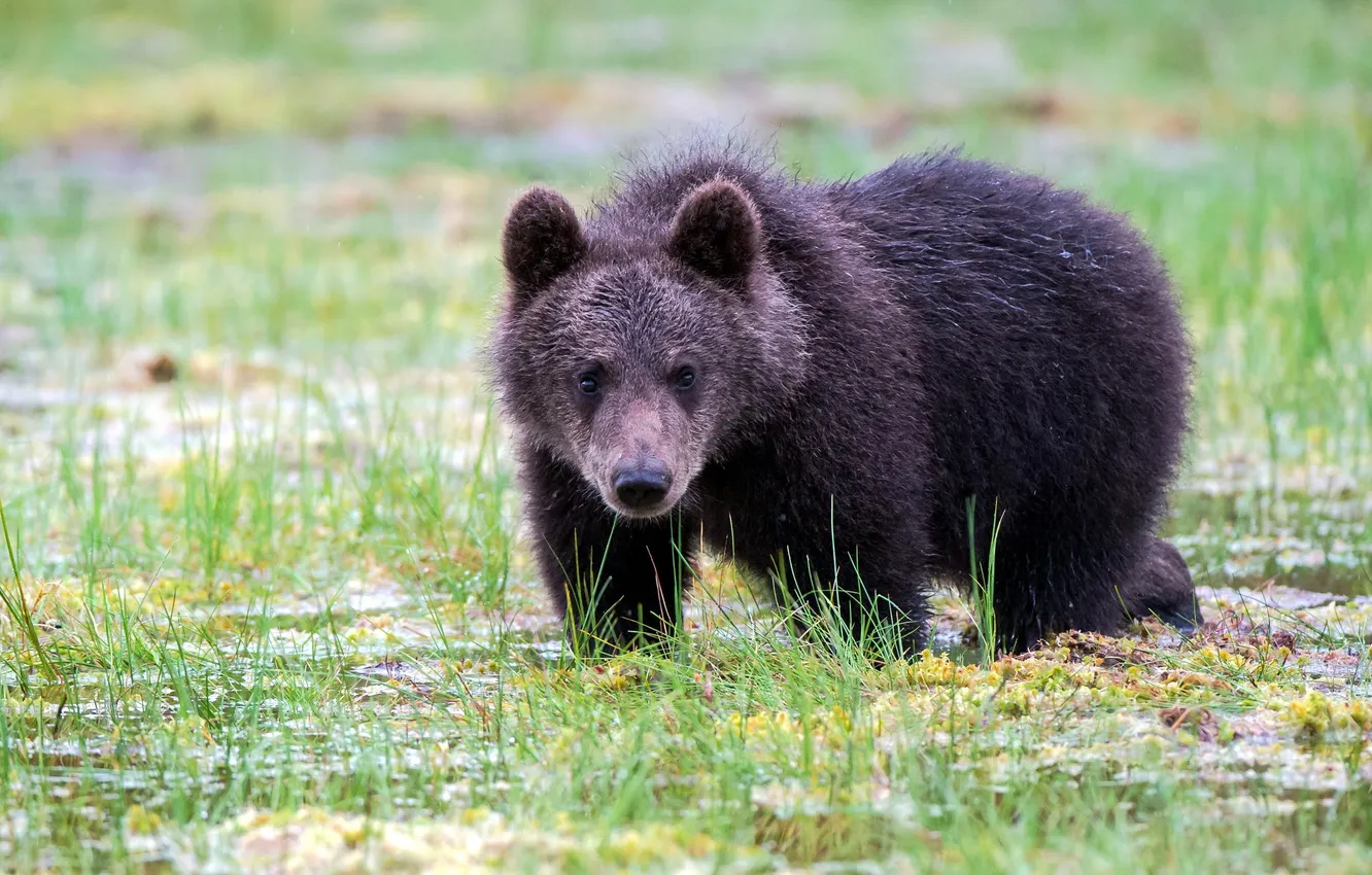 Photo wallpaper nature, beast, Brown Bear