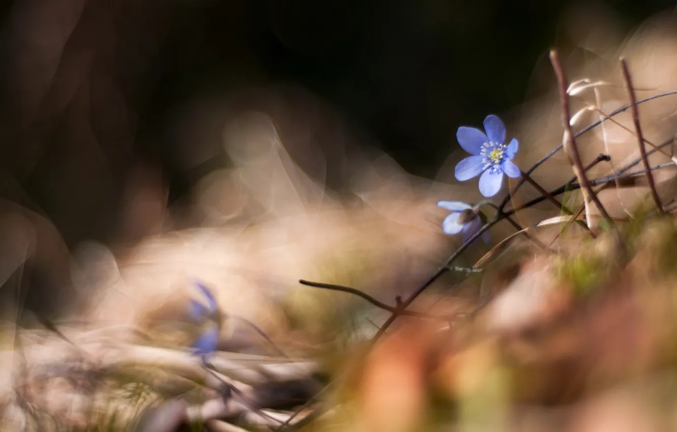 Photo wallpaper macro, flowers, nature, style, background, spring, violet