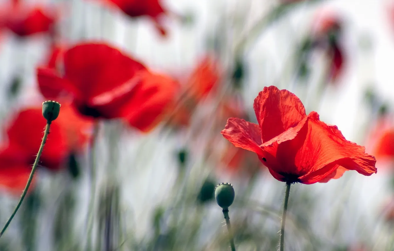 Photo wallpaper flowers, nature, Maki