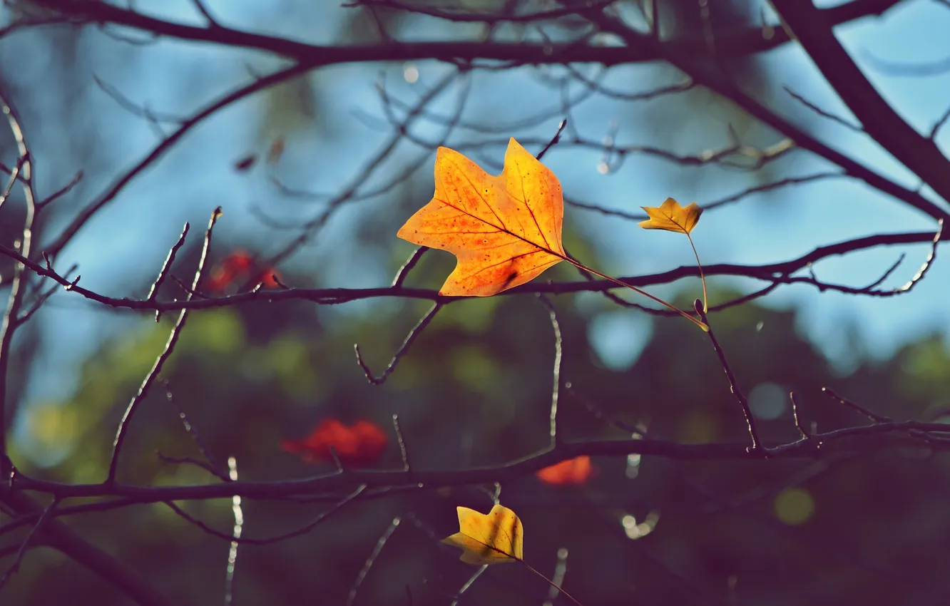 Photo wallpaper leaves, branches, tree, stems