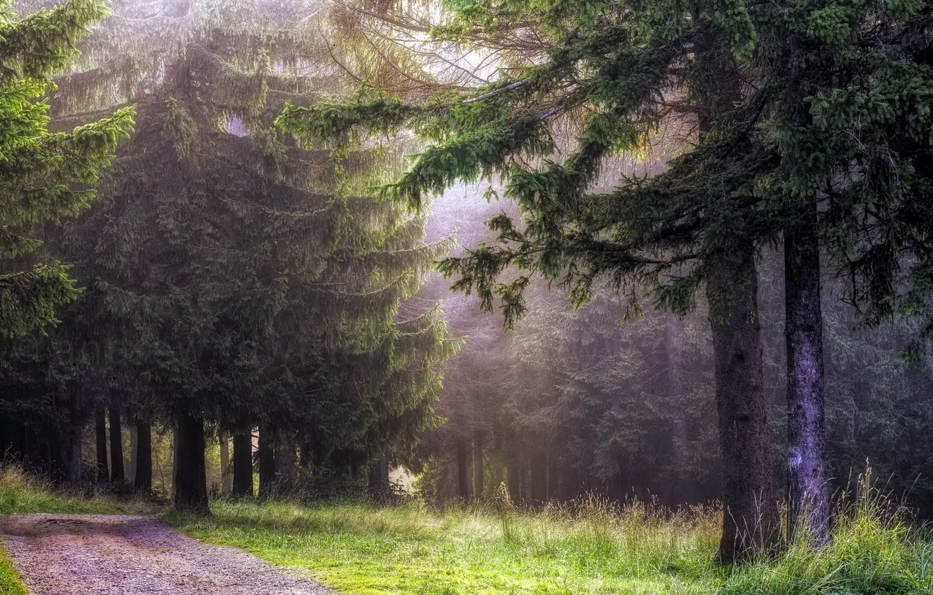 Photo wallpaper road, forest, landscape