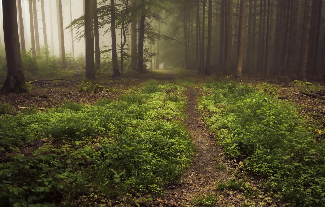 Photo wallpaper forest, trees, nature, fog, Germany, path, Eifel, Eifel
