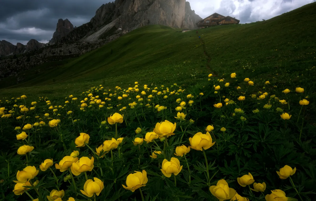 Photo wallpaper flowers, mountains, yellow, slope, The Dolomites, globeflowers