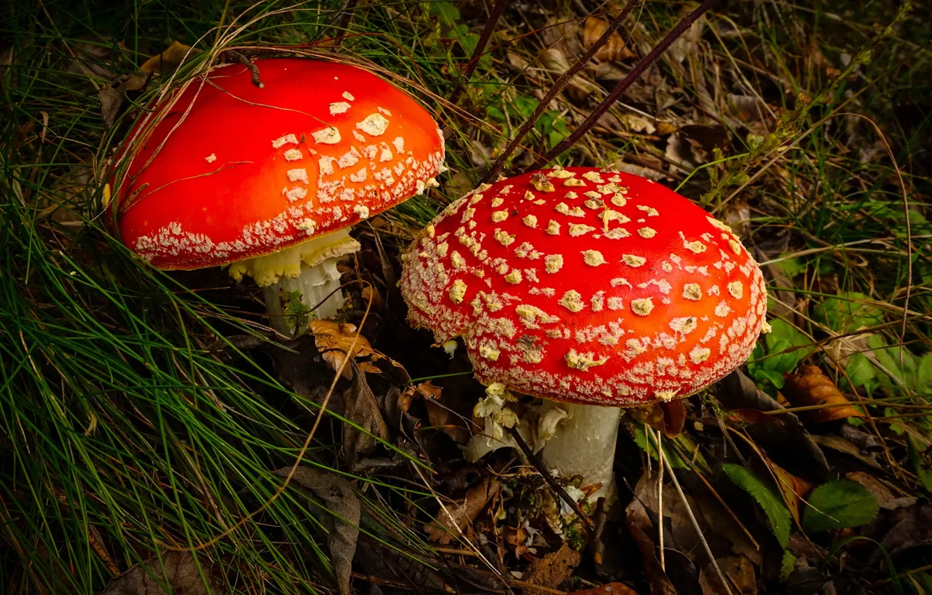 Photo wallpaper mushrooms, two, mushroom, a couple, Duo