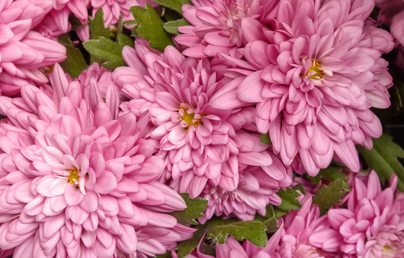 Photo wallpaper flowers, pink, chrysanthemum
