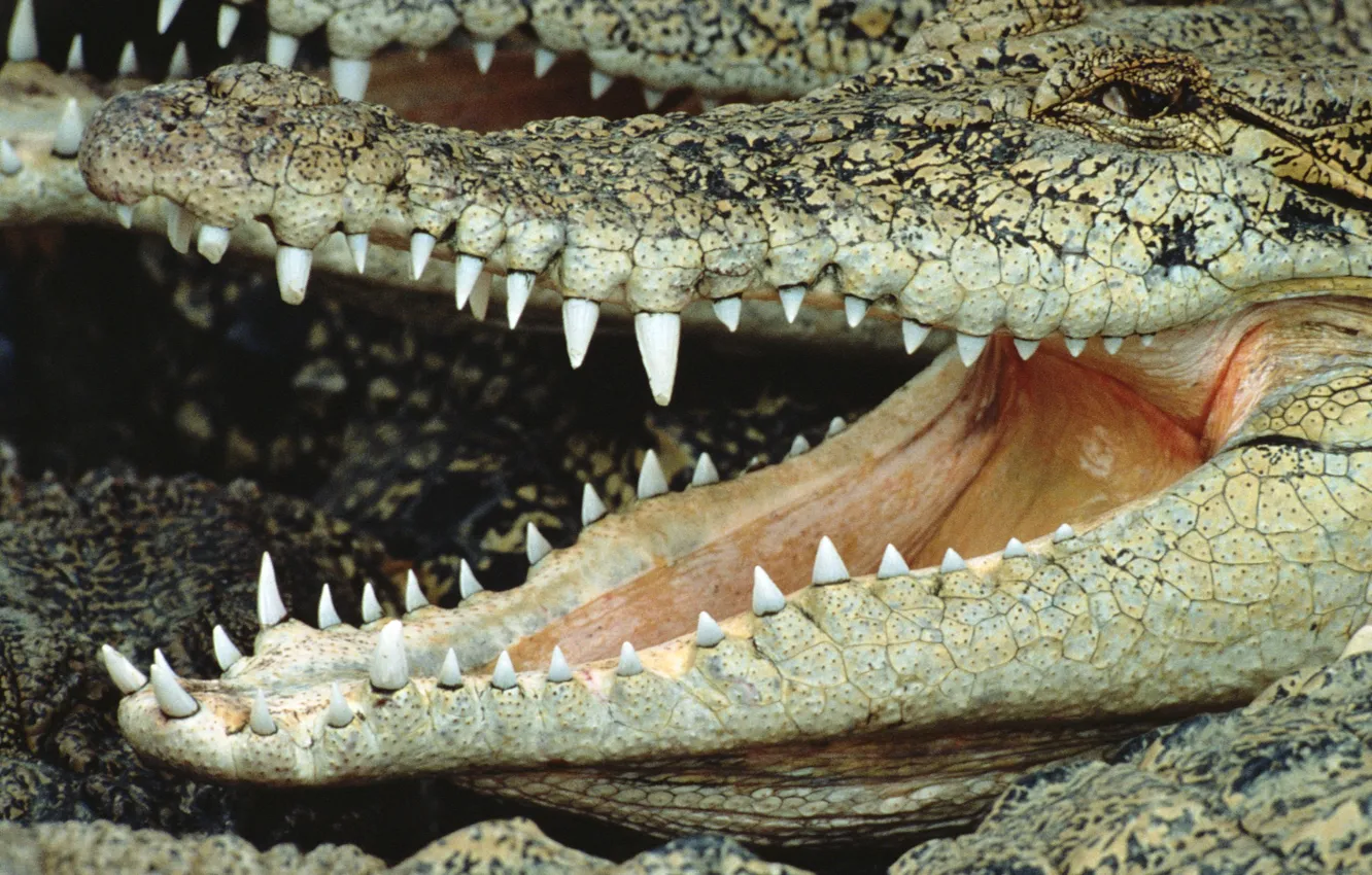 Photo wallpaper teeth, crocodile, mouth