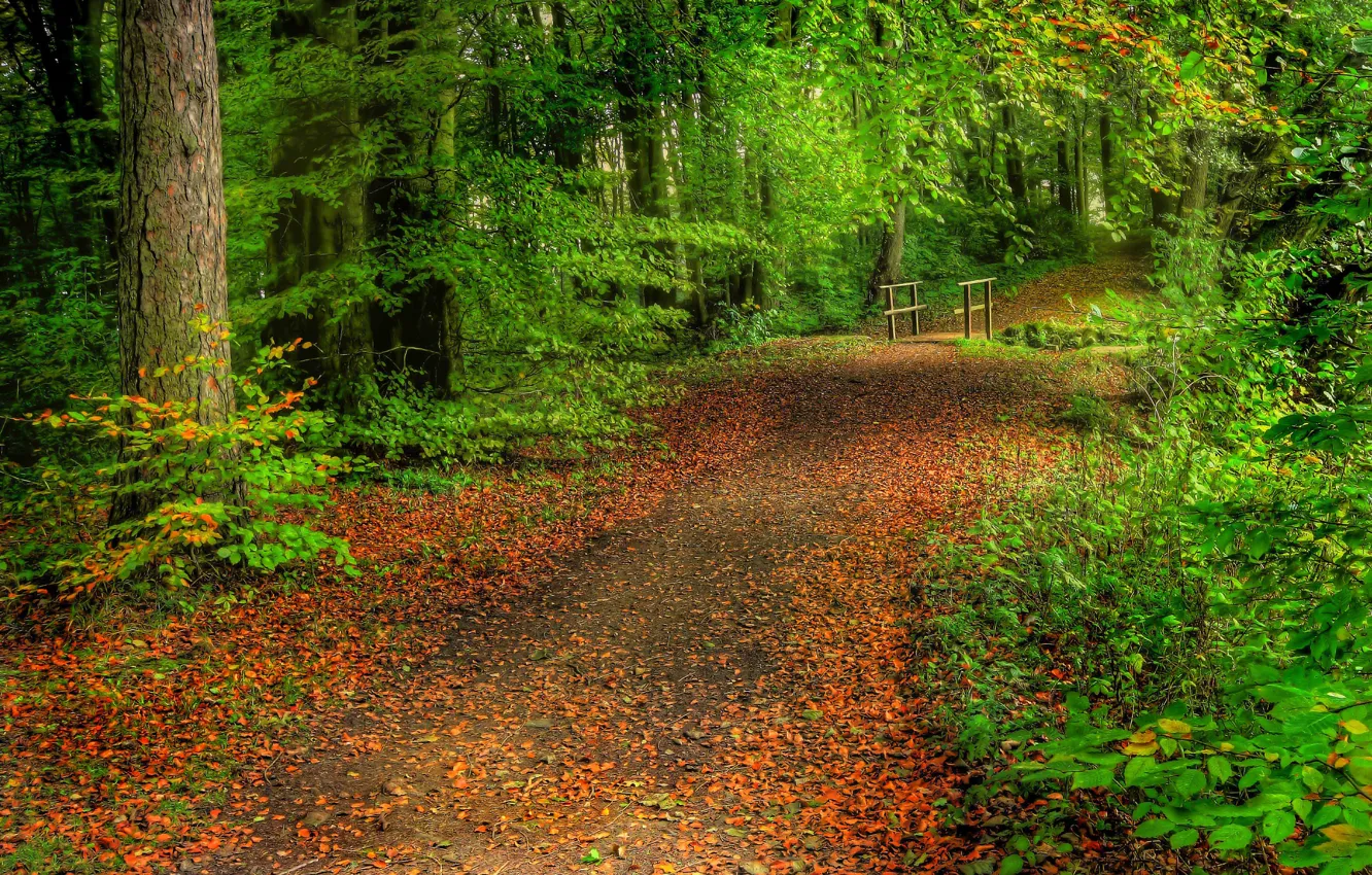 Photo wallpaper road, forest, leaves, trees, the bridge