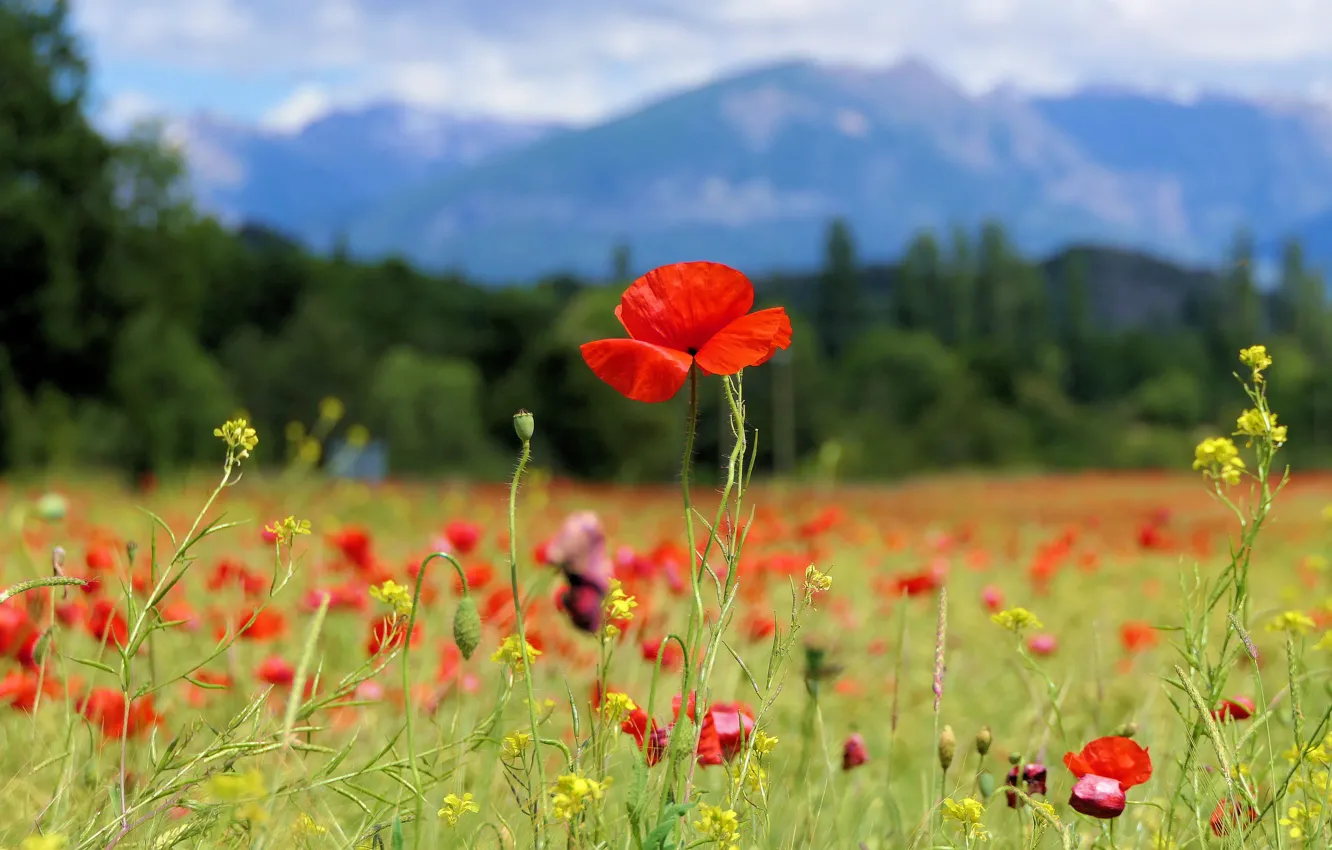 Photo wallpaper flowers, Mac, Maki