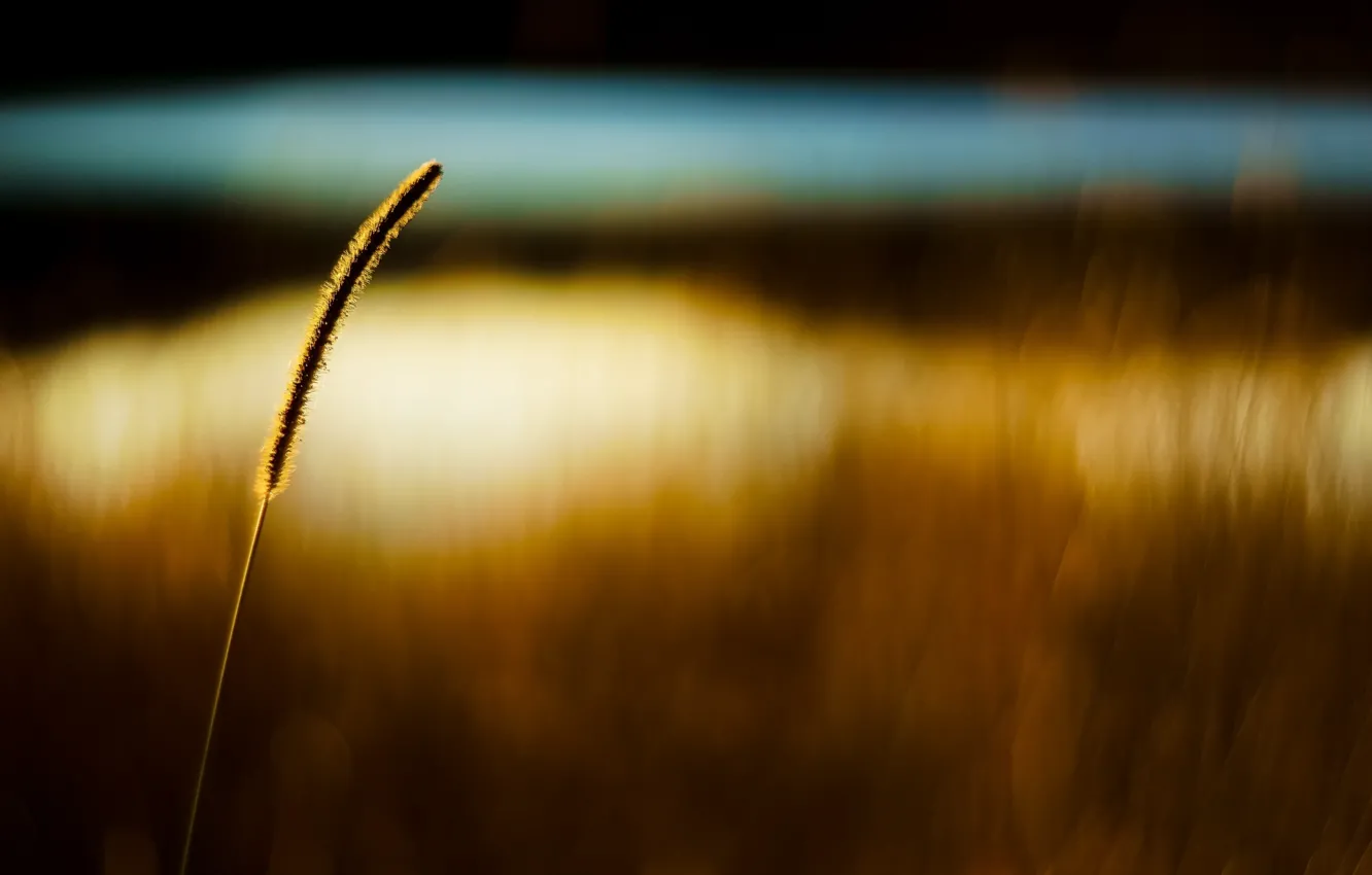Photo wallpaper wheat, field, macro, background, Wallpaper, ear, rye, blur