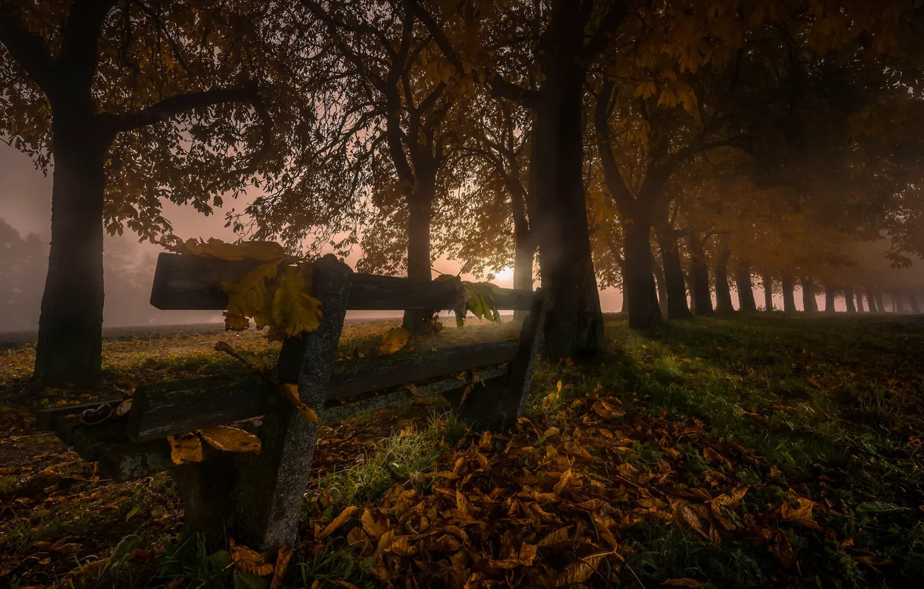 Photo wallpaper leaves, night, fog, bench