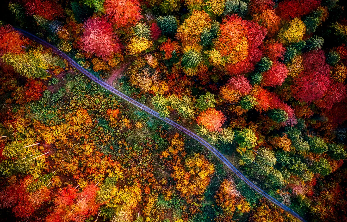 Photo wallpaper road, autumn, forest, the colors of autumn, crown, the