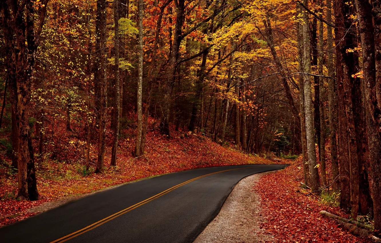 Photo wallpaper road, autumn, forest, asphalt, leaves, trees, branches, nature
