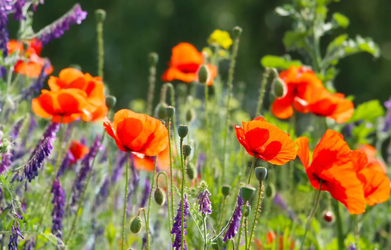 Photo wallpaper red, field, poppy, meadow, blumming