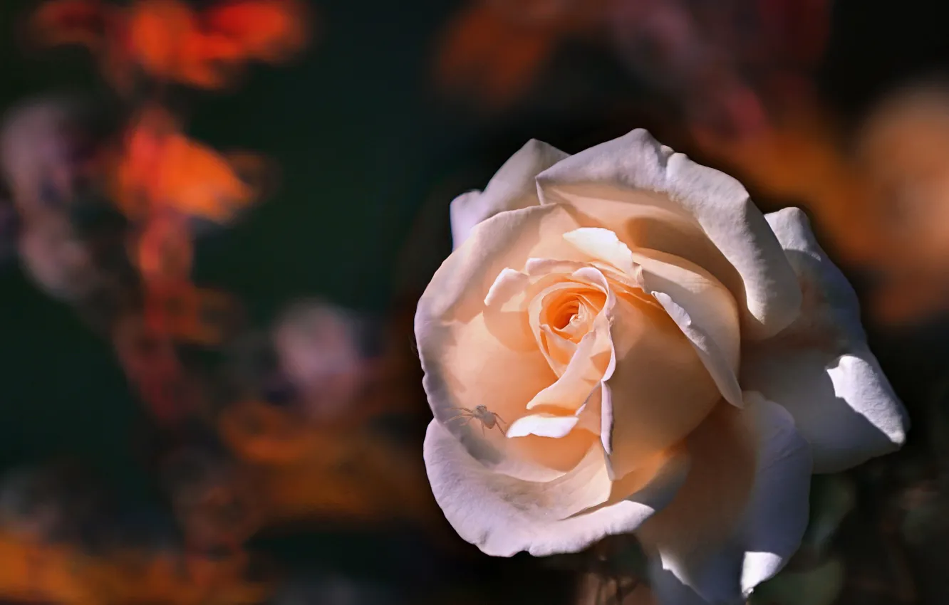 Photo wallpaper light, the dark background, roses, spider, petals, gentle, cream, buds