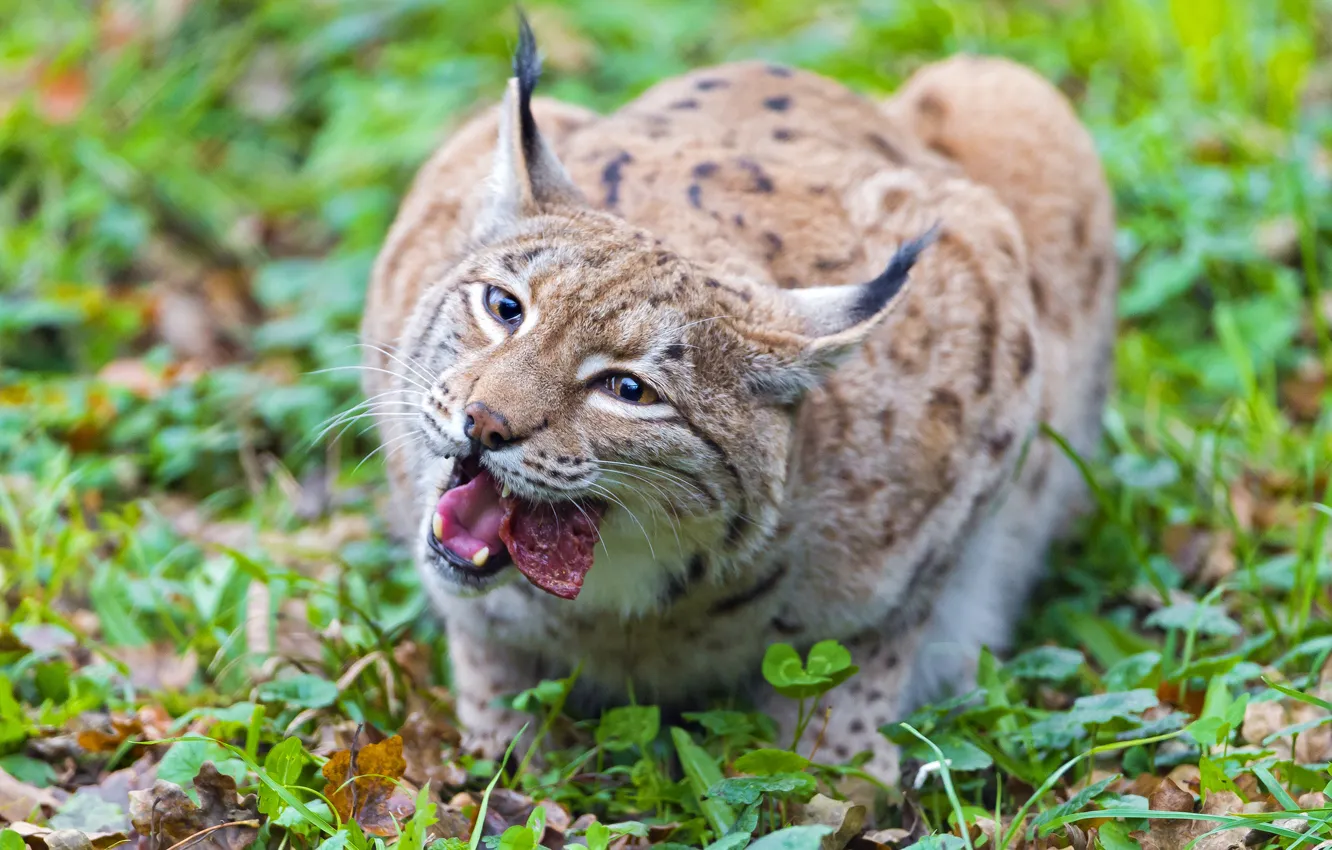 Photo wallpaper cat, predator, meat, lynx