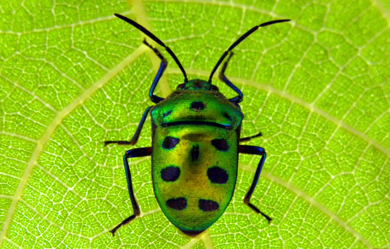 Photo wallpaper macro, sheet, beetle, insect, scarab