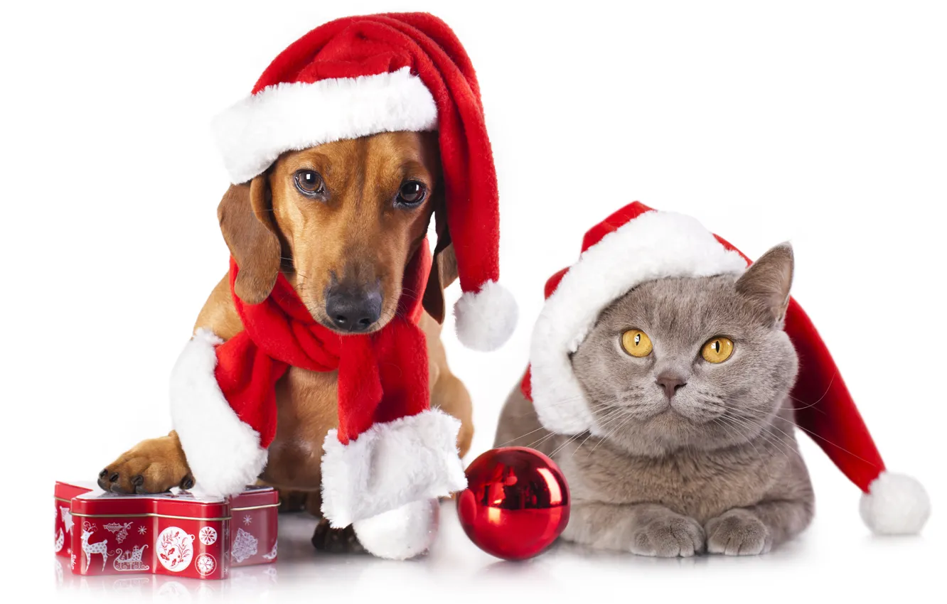 Photo wallpaper cat, balls, toy, dog, scarf, sweets, cap, box