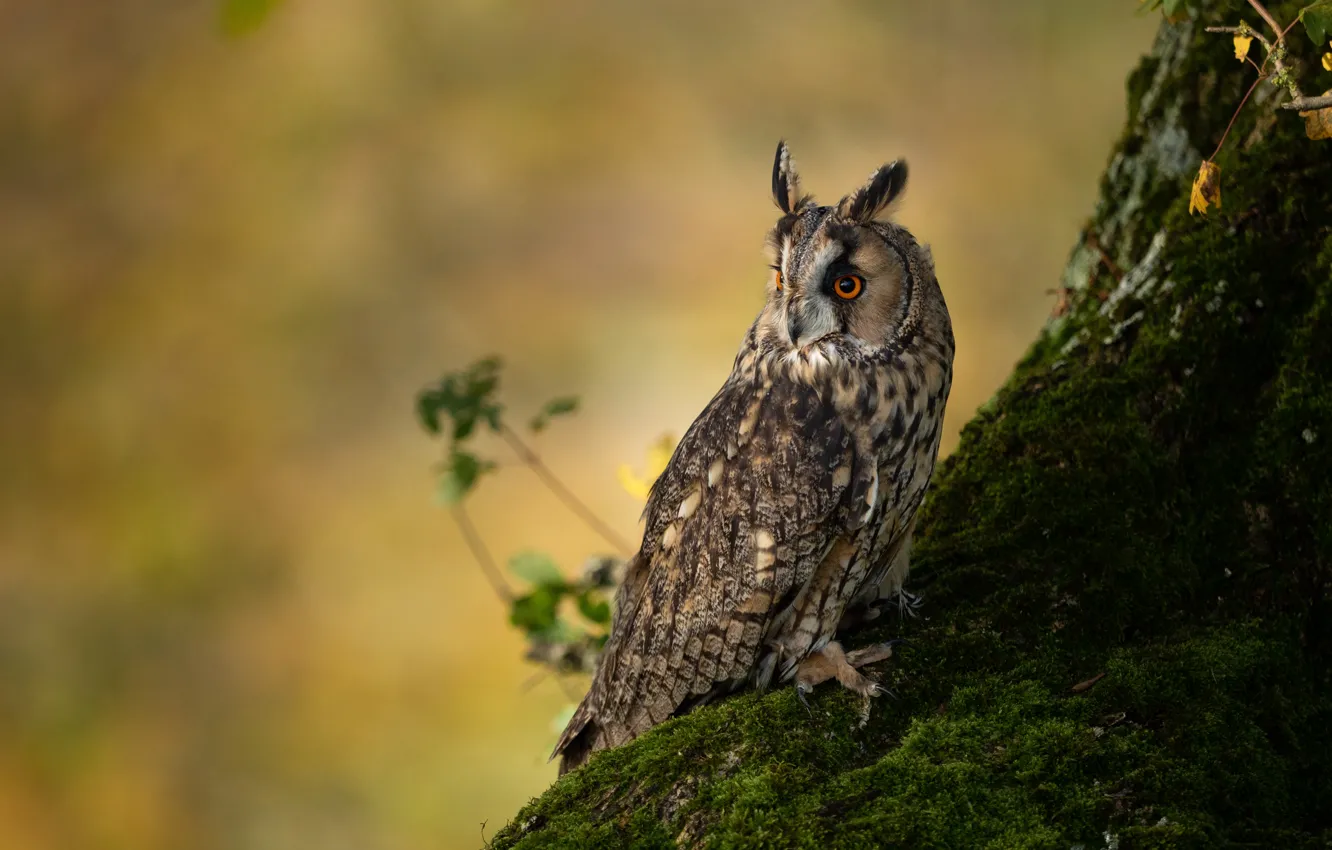 Photo wallpaper look, trees, nature, background, owl, bird, moss, eared