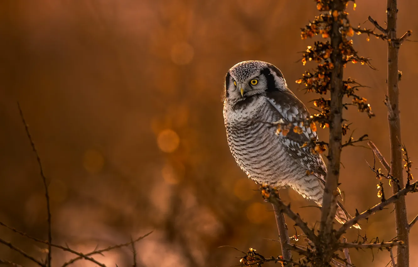 Photo wallpaper look, light, branches, nature, berries, owl, bird, sea buckthorn