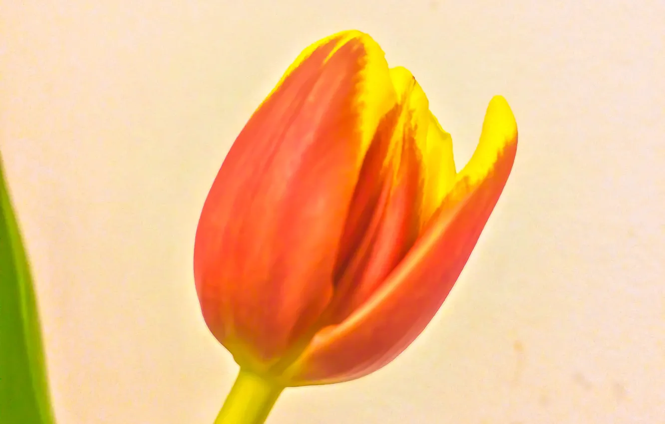 Photo wallpaper Flower, Tulip, Flora, Natural