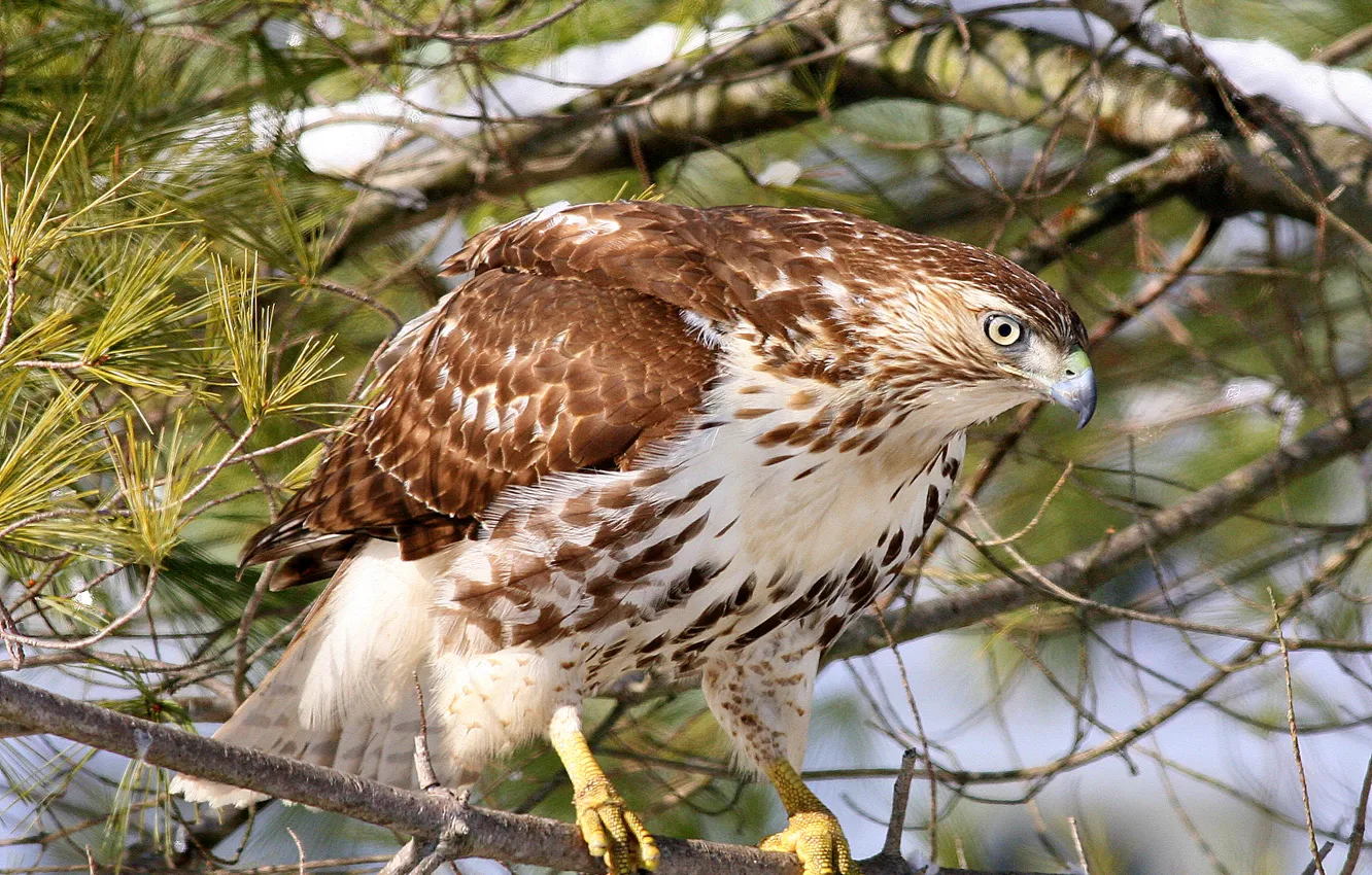 Photo wallpaper forest, nature, bird, branch, hawk, Buzzard, red-tailed Buzzard