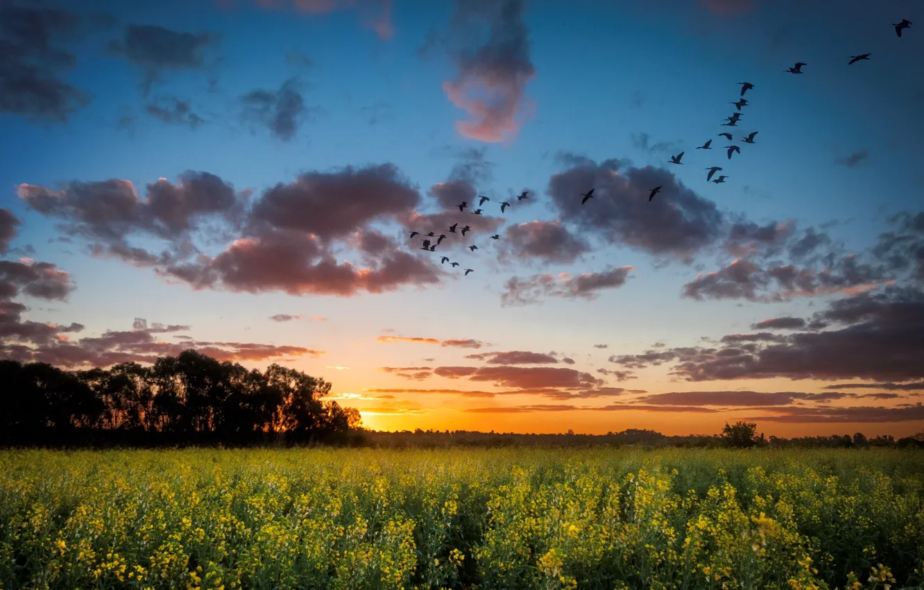 Photo wallpaper field, landscape, sunset, nature, bird