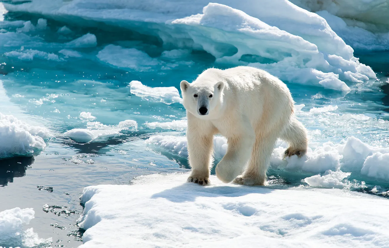 Photo wallpaper ice, winter, white, look, face, water, light, snow