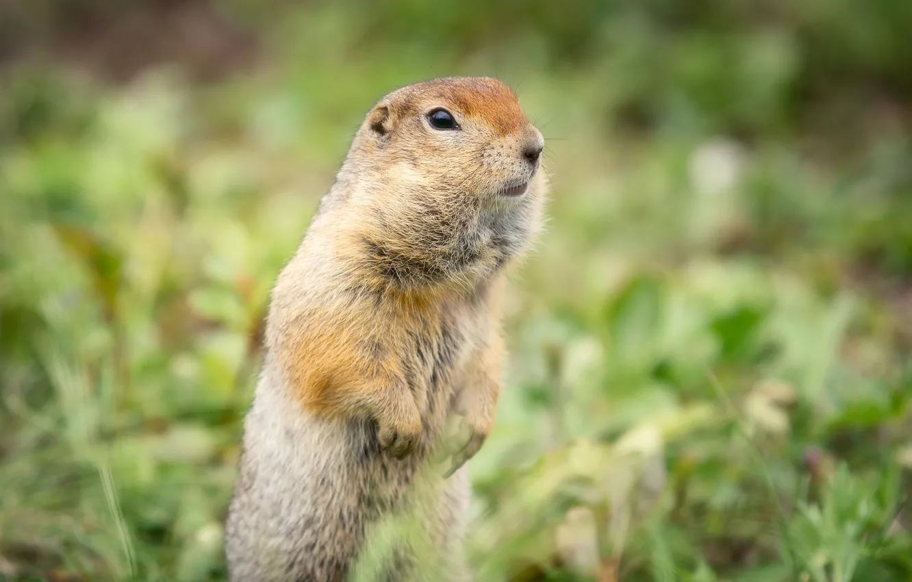 Photo wallpaper gopher, stand, bokeh, rodent, American long-tailed ground squirrel
