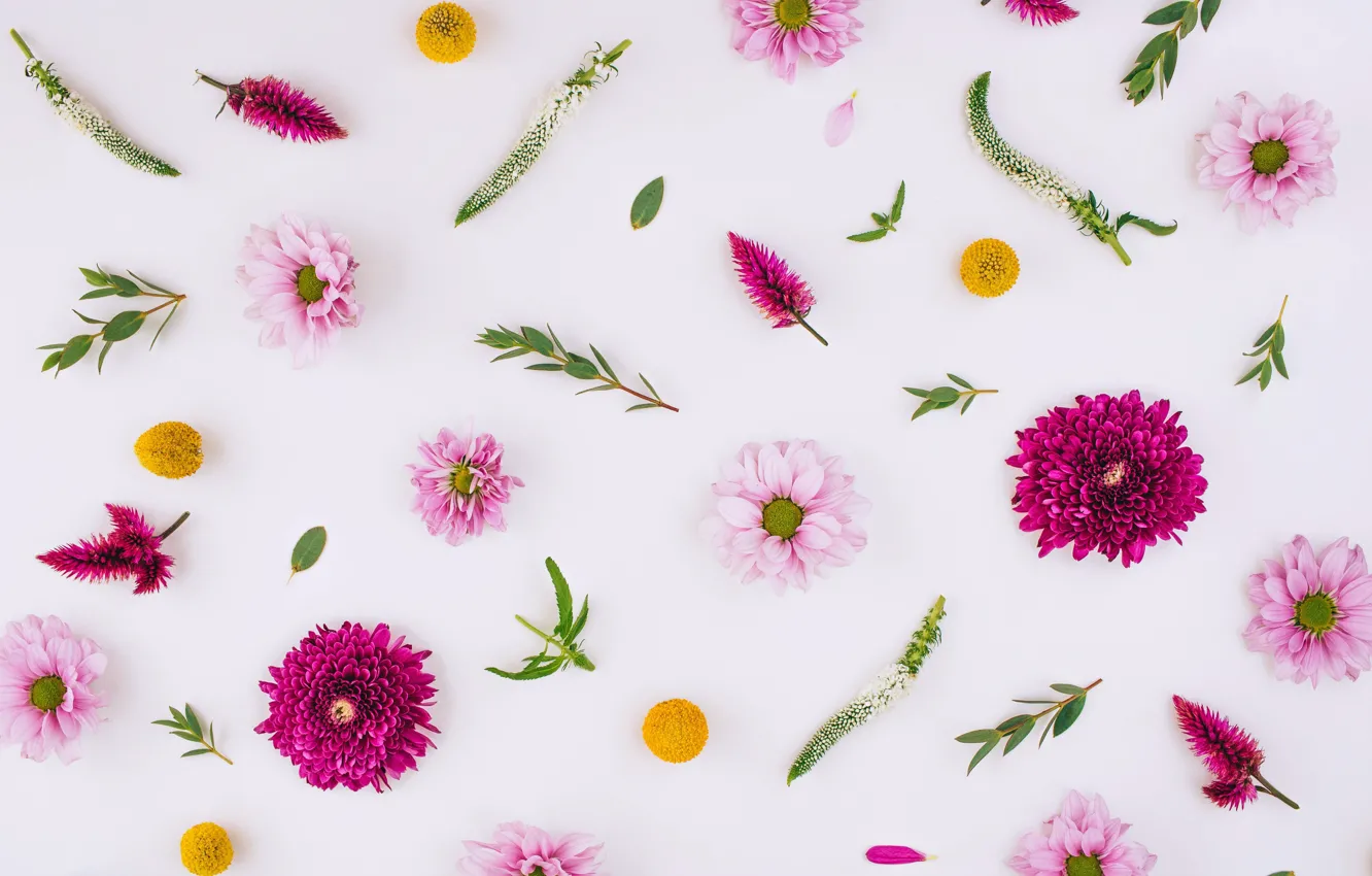 Photo wallpaper flowers, chrysanthemum, pink, flowers, background, floral