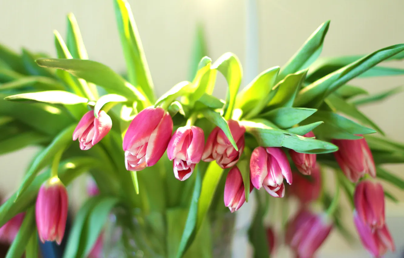 Photo wallpaper flowers, spring, tulips
