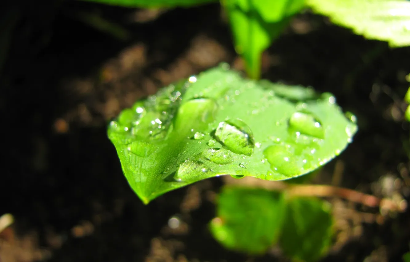 Photo wallpaper greens, drops, macro