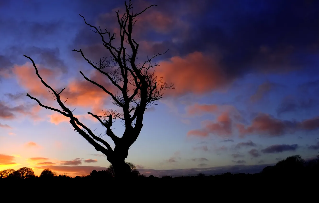 Photo wallpaper the sky, branches, nature, tree, silhouette