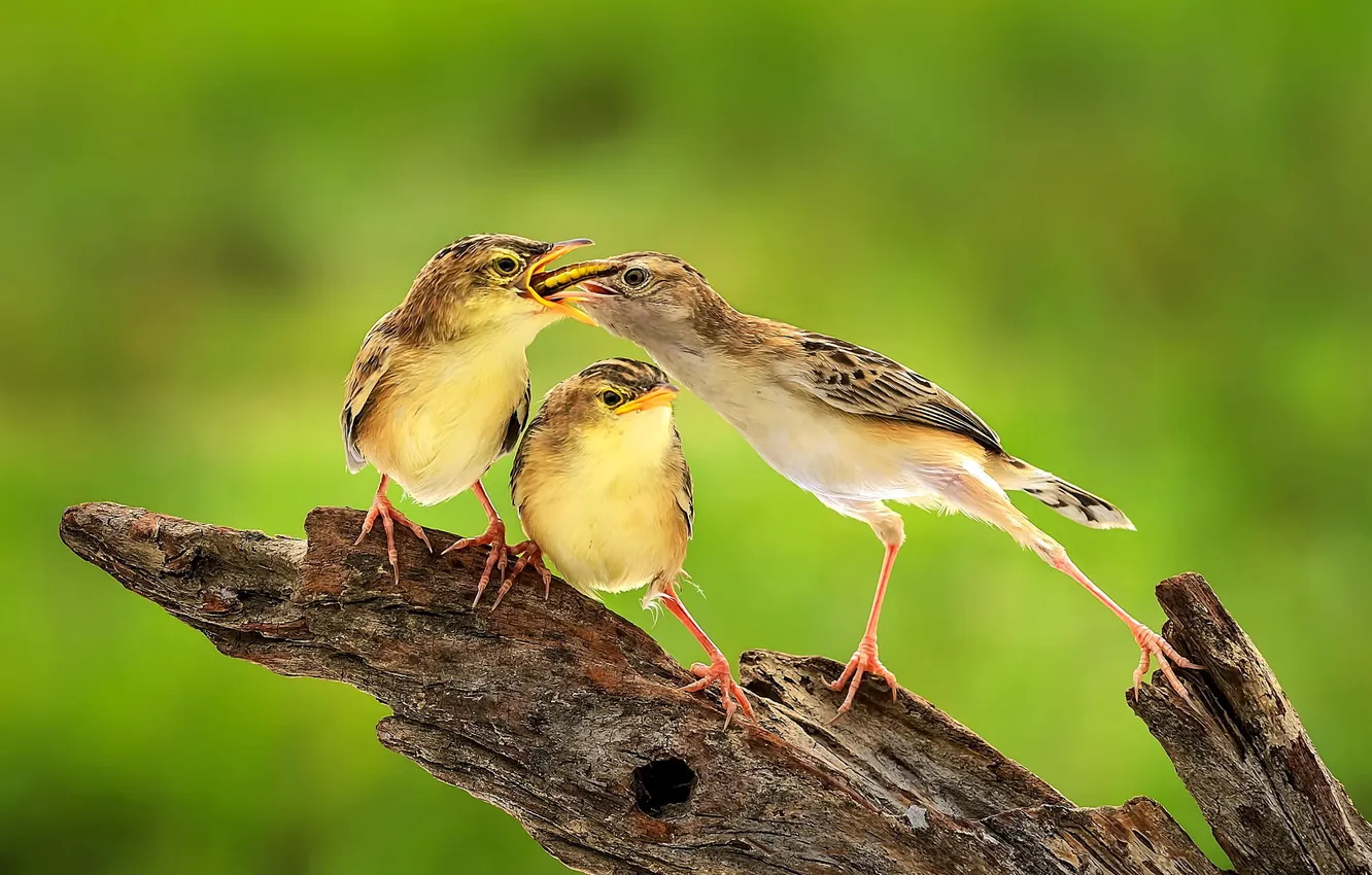 Photo wallpaper trees, nature, bird